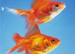 娱乐718吃瓜张金鱼,张金鱼吃瓜背后的故事