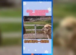 娱乐吃瓜群众歌曲,揭秘娱乐圈背后的“瓜”事